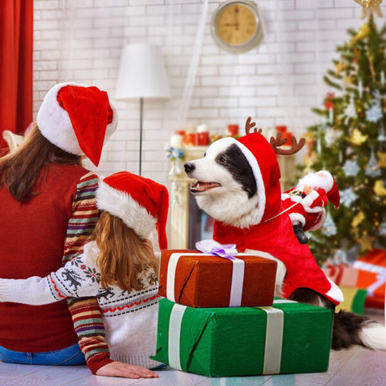 Vêtement Pour Chien De Noël Festif Confortable 3