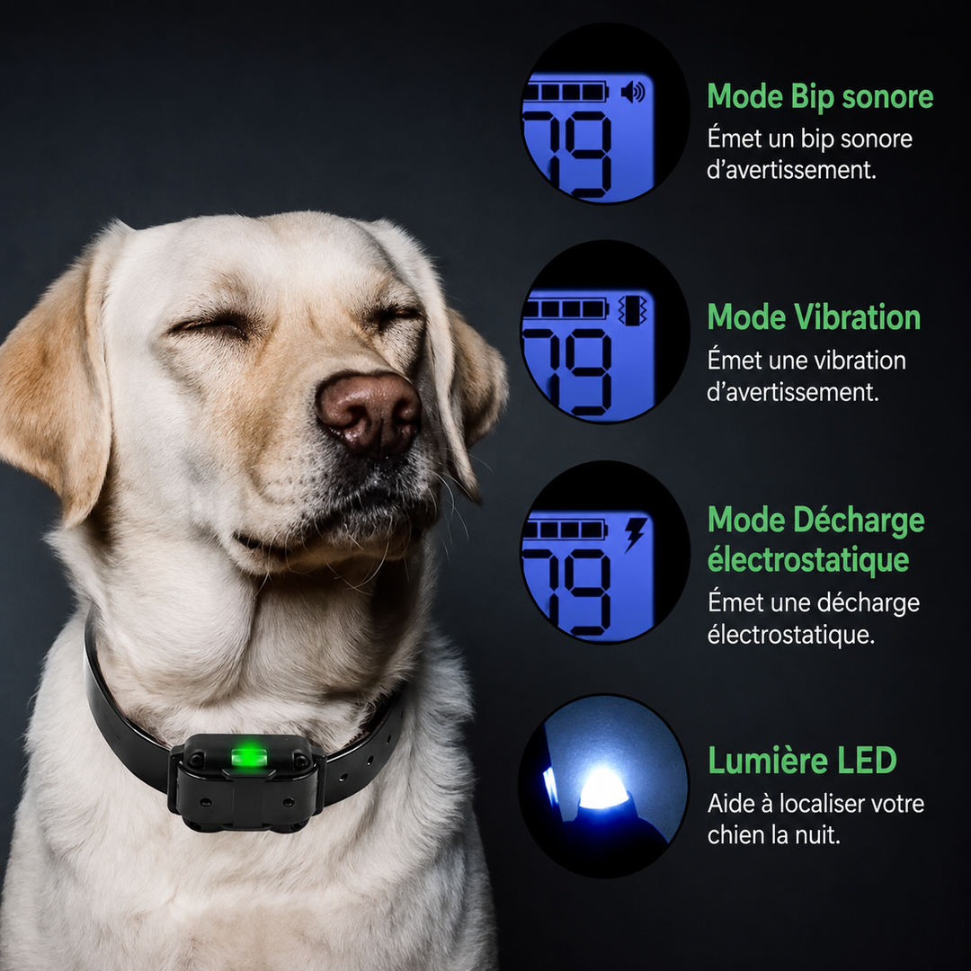 Collier Électrique de Dressage pour Chien avec Télécommande Étanche